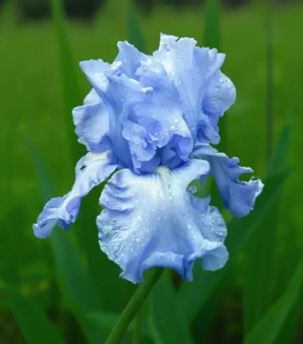 Ірис Клауд Балет / Iris Cloud Ballet