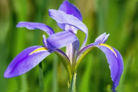 Ірис короткостебельний / Iris brevicaulis