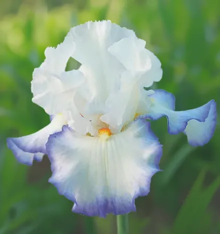 Ірис Квінс Серкл / Iris Queen’s Circle