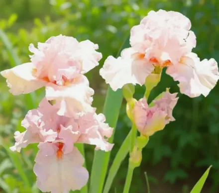 Ірис Лавлі Кей / Iris Lovely Kay