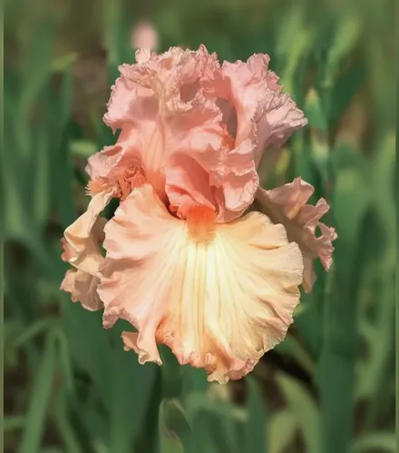 Ірис Лотус Ленд / Iris Lotus Land