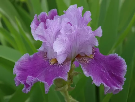 Ірис Луїсас Сонг / Iris Louisas Song