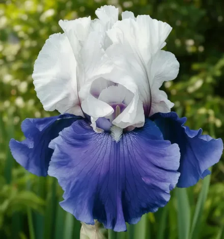 Ірис Маріпоса Скайз / Iris Mariposa Skies