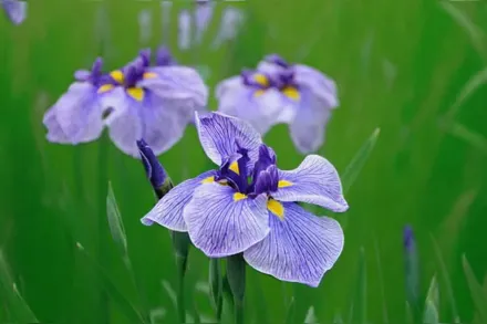 Ірис мечоподібний Блу Спріц / Iris ensata Blue Spritz