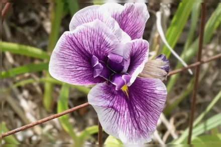 Ірис мечоподібний Флешинг Кої / Iris ensata Flashing Koi