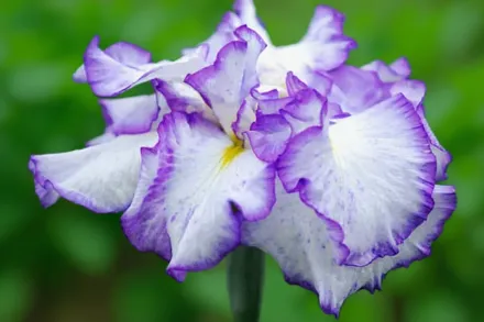 Ірис мечоподібний Фрілд Енчантмент / Iris ensata Frilled Enchantment