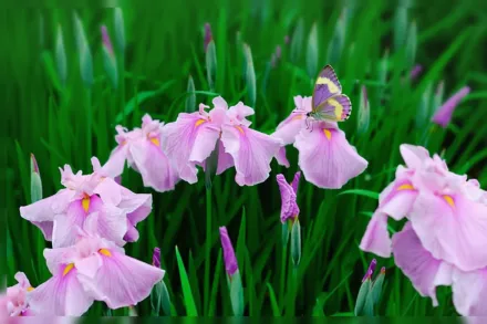 Ірис мечоподібний Кохо / Iris ensata Coho