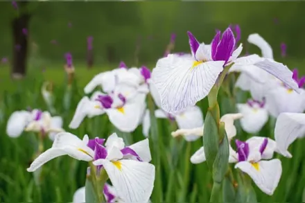 Ірис мечоподібний Квінс Тіара / Iris ensata Queen’s Tiara