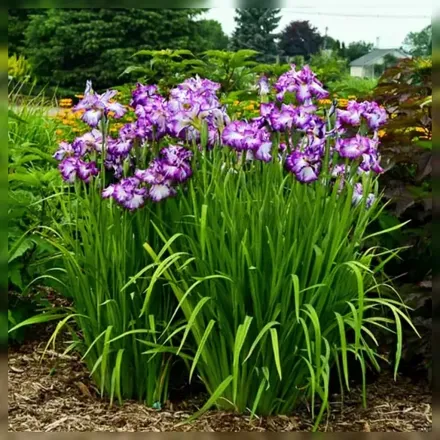 Ірис мечоподібний Лайон Кінг / Iris ensata Lion King