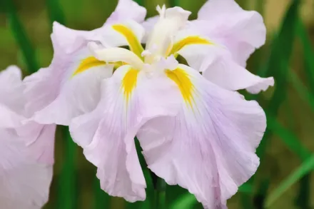 Ірис мечоподібний Пінк Фрост / Iris ensata Pink Frost