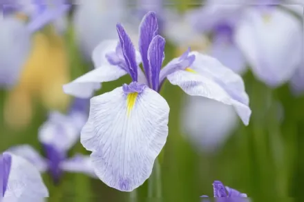 Ірис мечоподібний Ретернінг Тайд / Iris ensata Returning Tide