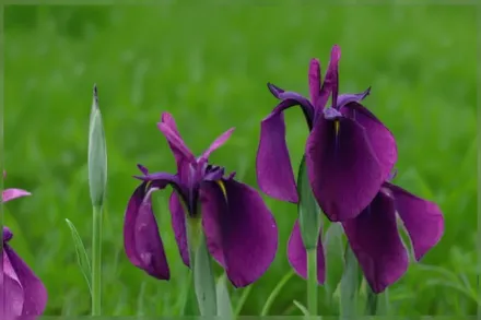 Ірис мечоподібний Варієгата / Iris ensata Variegata