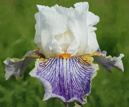 Ірис Меджик Хеппенс / Iris Magic Happens