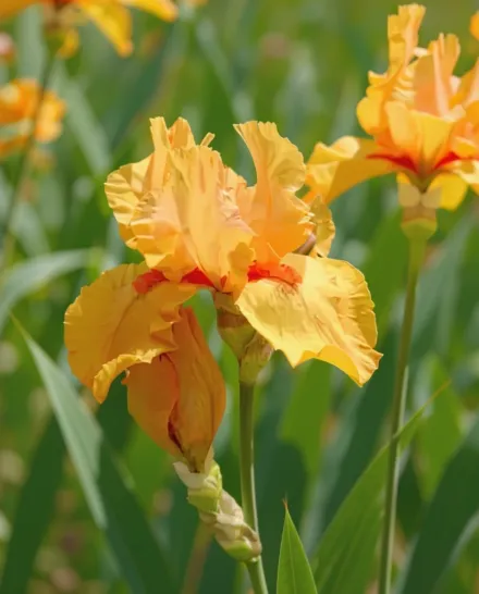 Ірис Мейд Оф Орандж / Iris Maid Of Orange