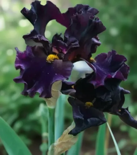 Ірис Мен Ін Блек / Iris Men In Black