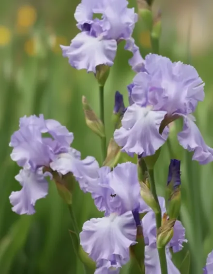 Ірис Мері Френсіс / Iris Mary Frances