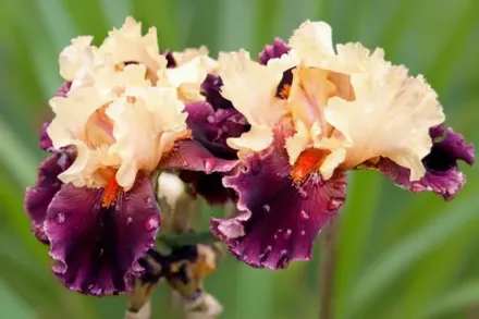 Ірис Оцелот / Iris Ocelot