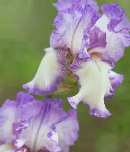 Ірис Отумн Траст / Iris Autumn Tryst