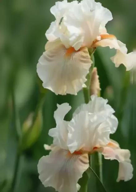 Ірис Пейган Годдес / Iris Pagan Goddess