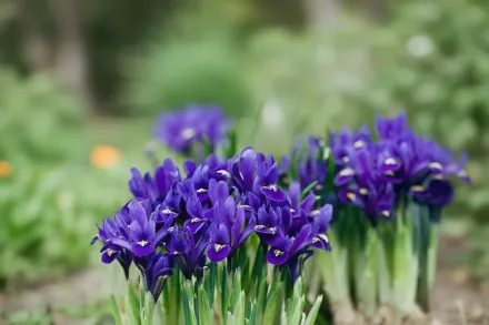 Ірис Піксі / Iris Pixie