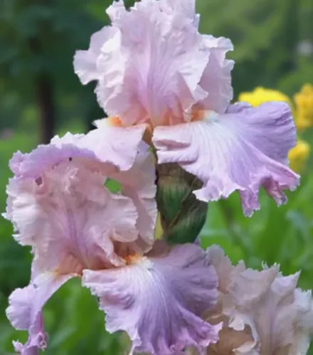 Ірис Поем оф Екстасі / Iris Poem of Ecstasy