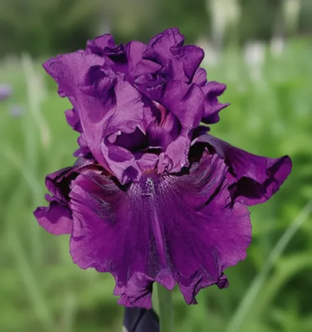 Ірис Пурпурна серенада / Iris Purple Serenade