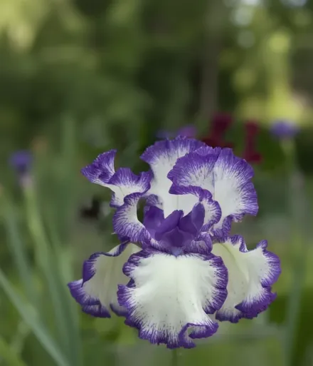 Ірис Рер Тріт / Iris Rare Treat