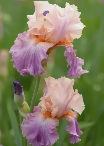 Ірис Селебрейшн Сонг / Iris Celebration Song