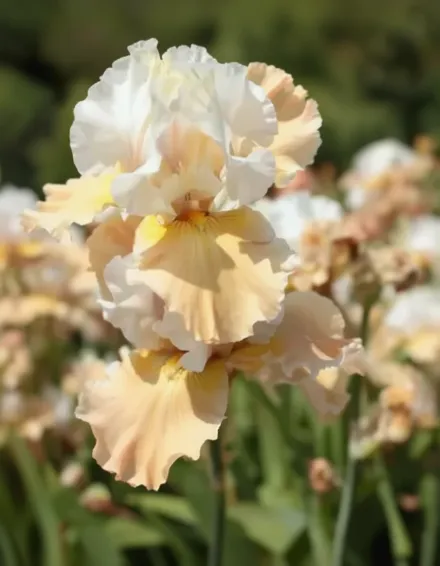 Ірис Шампейн Елеганс / Iris Champagne Elegance