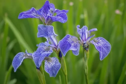 Ірис щетинистий / Iris setosa