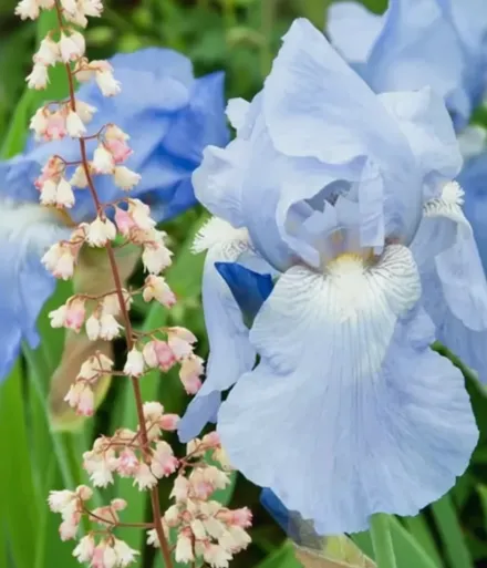 Ірис Шугар Блюз / Iris Sugar Blues