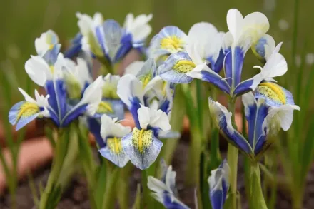 Ірис Сі Бріз / Iris Sea Breeze