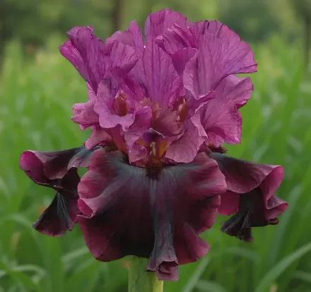 Ірис Сілкен Трім / Iris Silken Trim