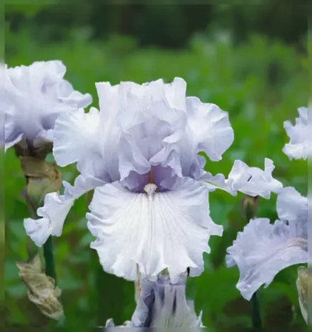 Ірис Сільверадо / Iris Silverado