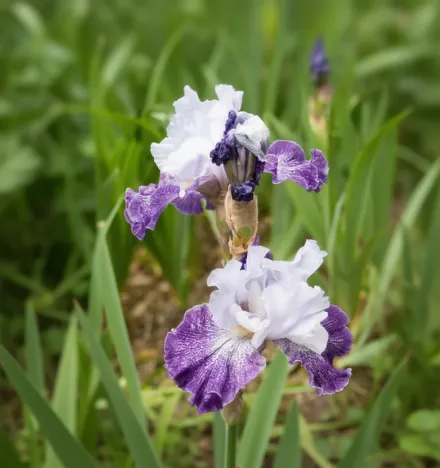 Ірис Сплашаката / Iris Splashacata