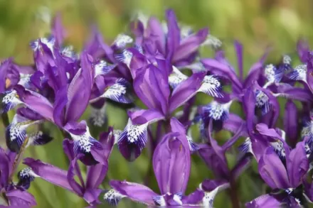 Ірис Спот-он / Iris Spot-on