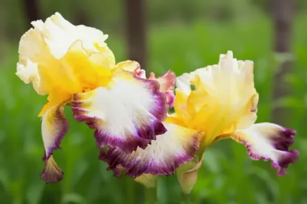 Ірис Старшип Ентерпрайз / Iris Starship Enterprise