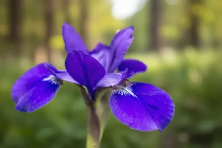 Ірис строкатий / Iris versicolor
