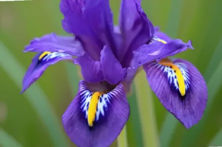 Ірис Сцент Сейшнл / Iris Scent Sational