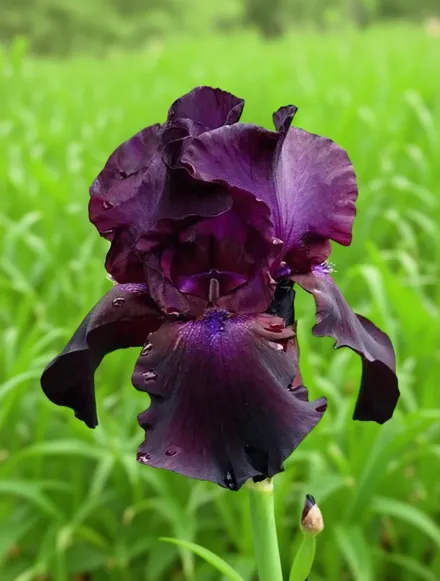 Ірис Суперстішн / Iris Superstition