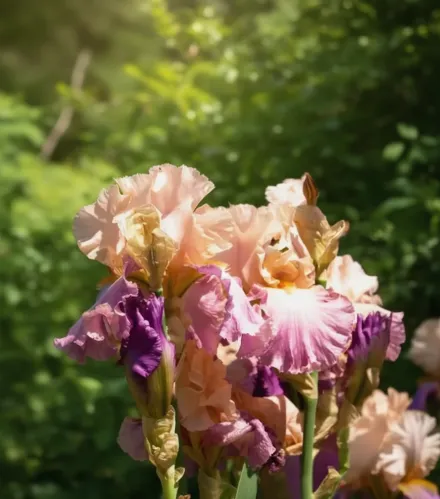 Ірис Світ Мюзетт / Iris Sweet Musette