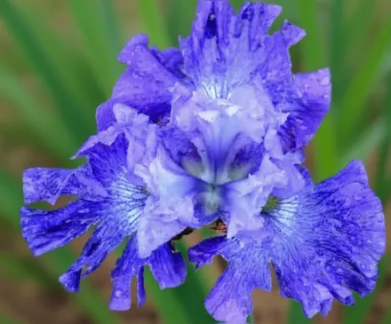 Ірис сибірський Блюберрі Феєр / Iris sibirica Blueberry Fair