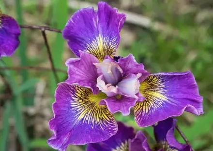 Ірис сибірський Чармінг Біллі / Iris sibirica Charming Billy