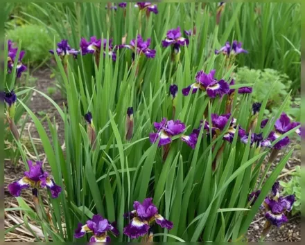Ірис сибірський Джевелд Краун / Iris sibirica Jewelled Crown