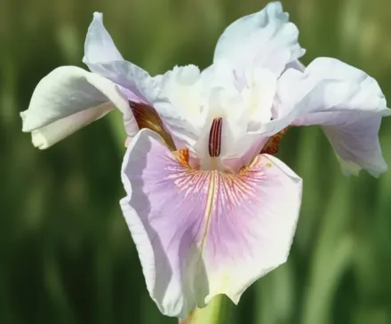 Ірис сибірський Фонд Кісс / Iris sibirica Fond Kiss