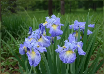 Ірис сибірський Кейп Код Бойз / Iris sibirica Cape Cod Boys