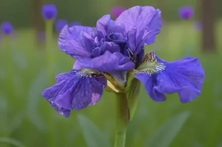 Ірис сибірський Конкорд Краш / Iris sibirica Concord Crush