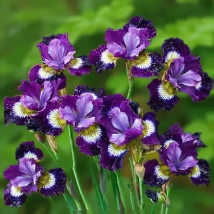 Ірис сибірський Контраст ін Стайлз / Iris sibirica Contrast in Styles