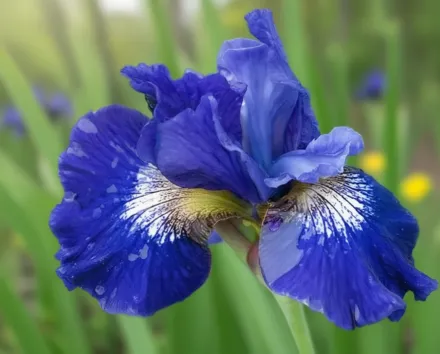 Ірис сибірський Овер ін Глоріленд / Iris sibirica Over in Gloryland