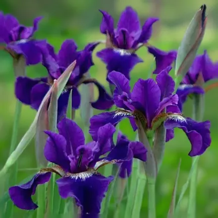 Ірис сибірський Раффлд Велвет / Iris sibirica Ruffled Velvet